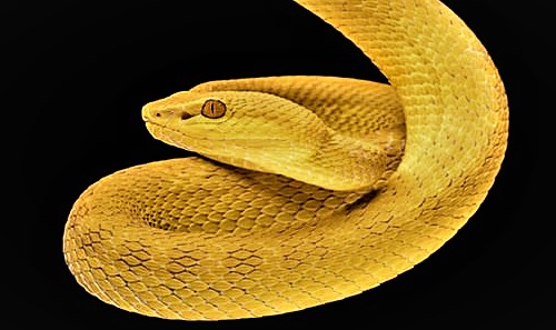 金蛇精のイメージ画像